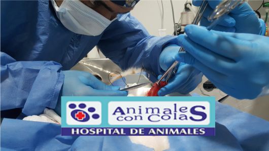 https://hospitalanimalesconcolas.com/images/departmrent/cirug1.jpg